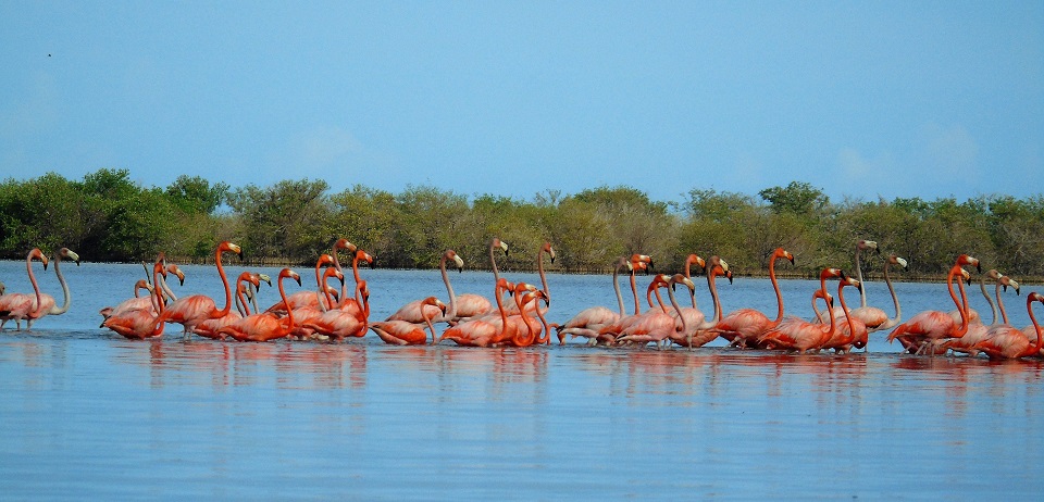 flamencos rosados riohacha
